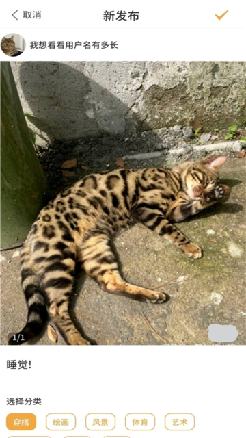 羽毛图片社区的图册