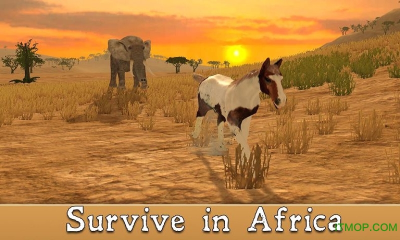 非洲马模拟器手游(AfricanHorse)的图册