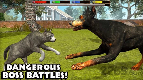 终极猫咪模拟器官方版的图册