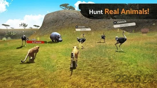 thecheetah手游的图册