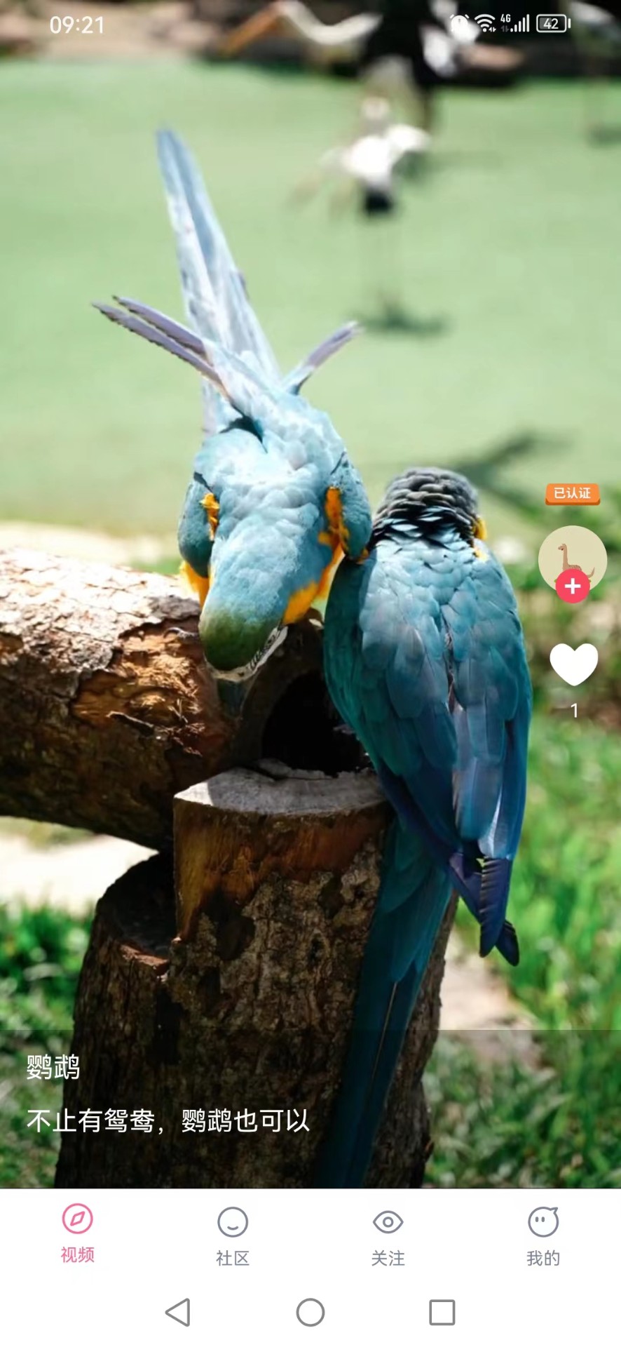 紫猫短视频新版本下载的图册