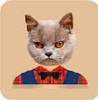 CatStickers照片猫头贴纸安卓版