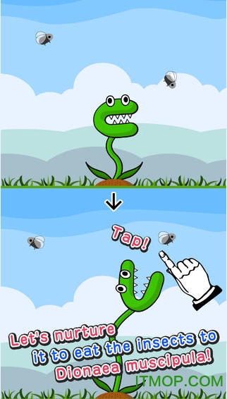 捕蝇草(Flytrap)的图册