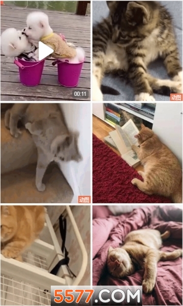 塘小狸安卓版的图册