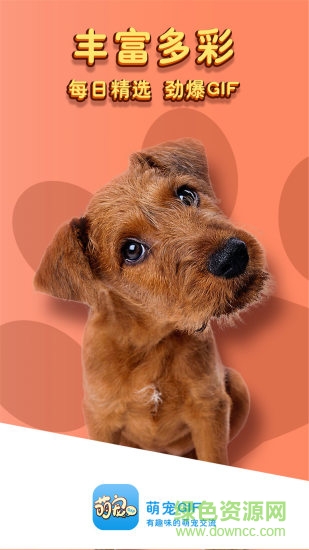 萌宠gif的图册