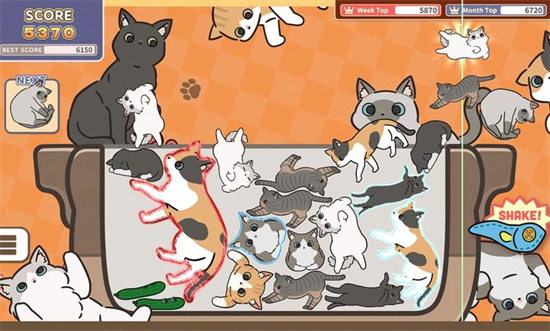 猫猫三重奏的图册