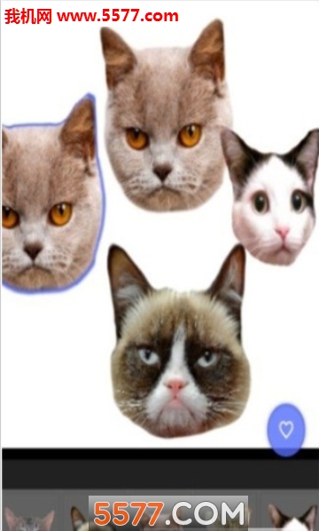 CatStickers照片猫头贴纸安卓版的图册