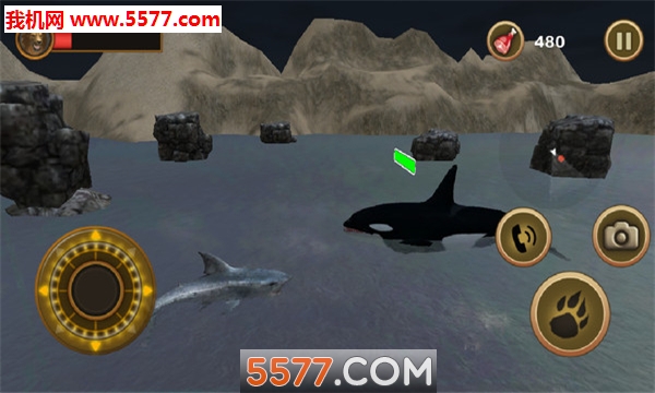 大白鲨的生活(lifeofgreatwhiteshark)的图册