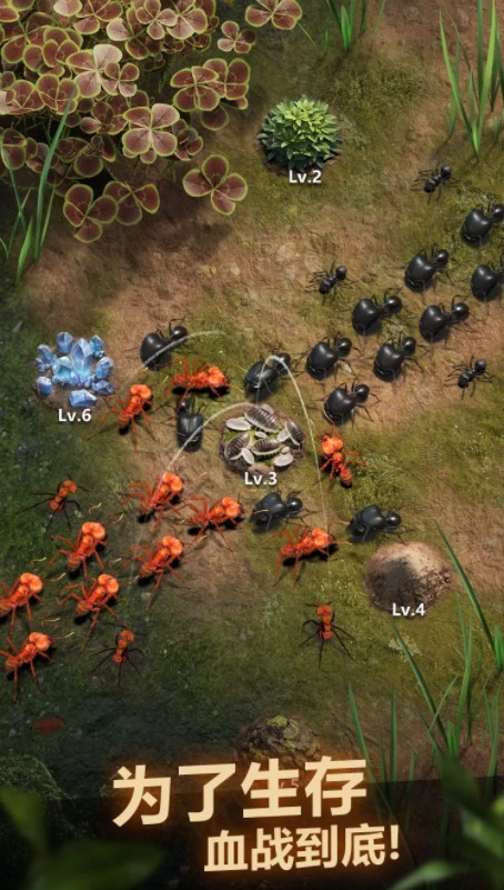 小小蚁国的图册