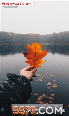 熊猫锁屏组件安卓版的图册