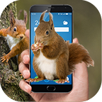 松鼠恶作剧(松鼠在屏幕上爬手机版)