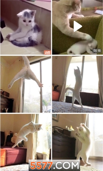 塘小狸安卓版的图册