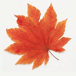 枫叶影视免费追剧安装入口